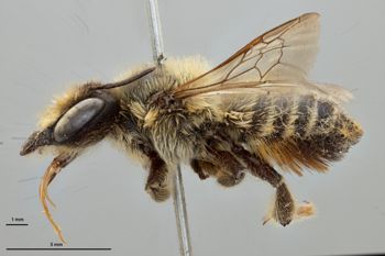 Media type: image;   Entomology 793948 Aspect: habitus lateral view